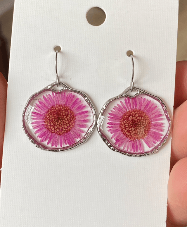 Bellis